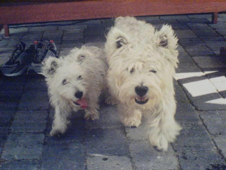 West highland white terrier Coco - To dejlige wufler.... billede 8