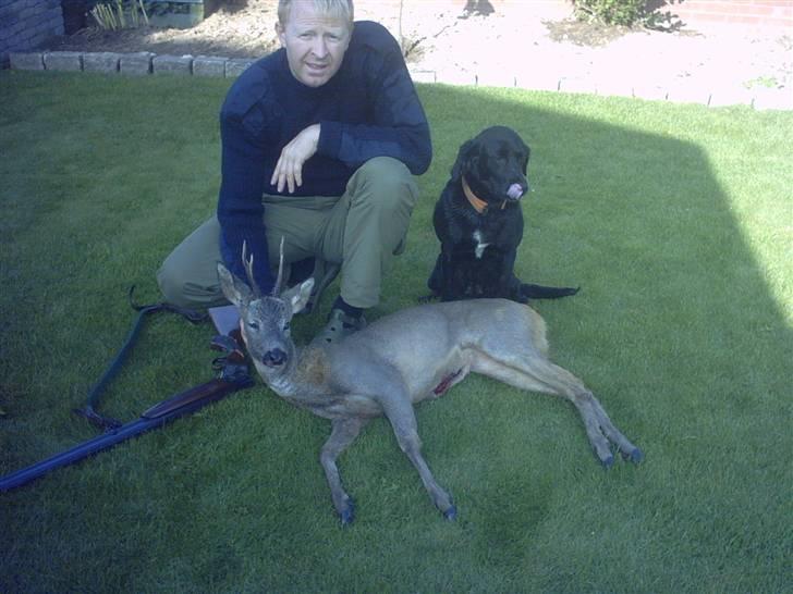 Labrador retriever Freja billede 4