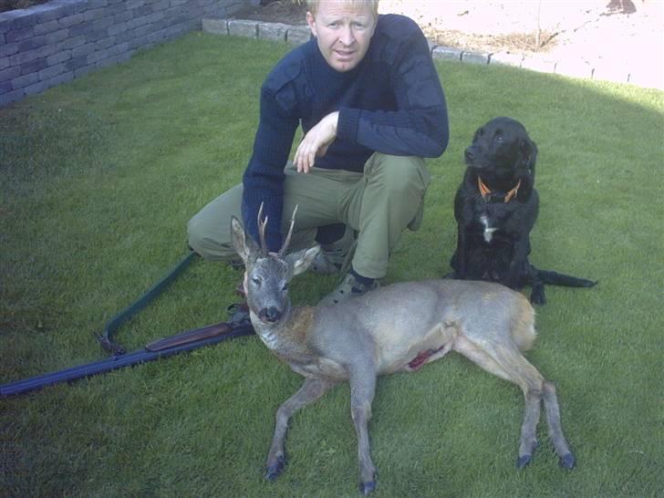 Labrador retriever Freja billede 5