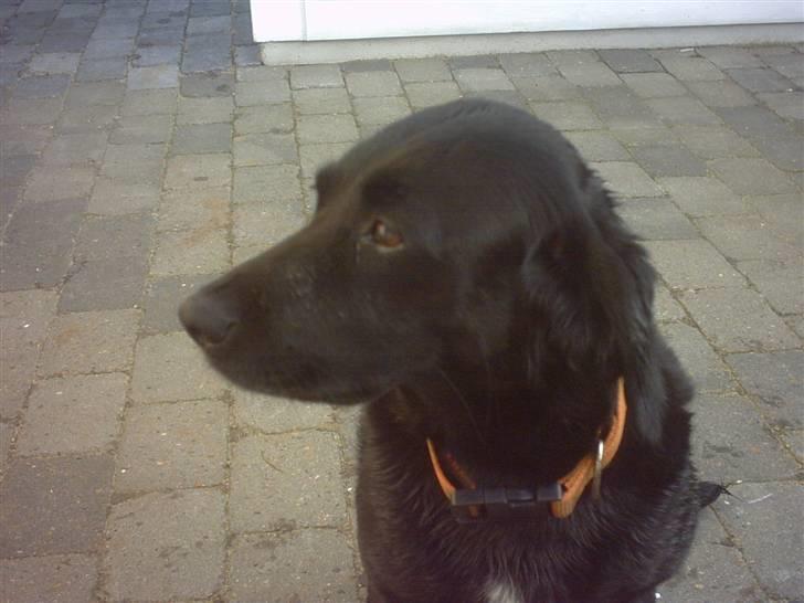 Labrador retriever Freja billede 6