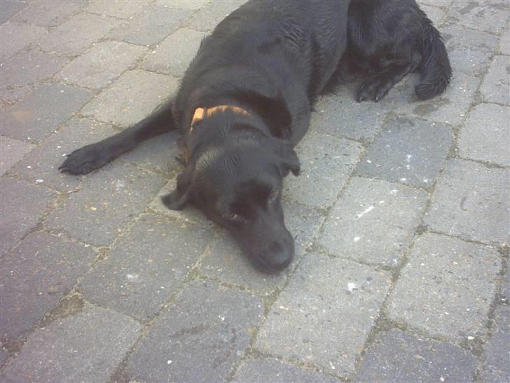 Labrador retriever Freja billede 7