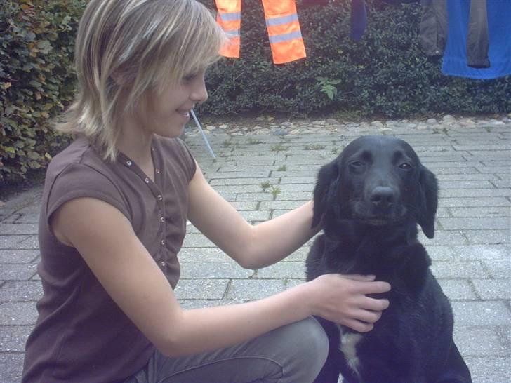 Labrador retriever Freja billede 8