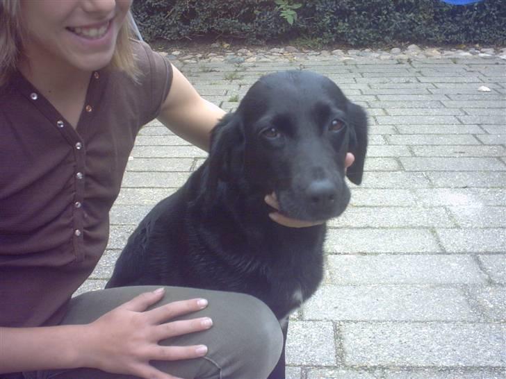 Labrador retriever Freja billede 9