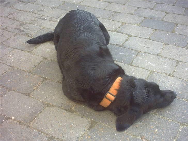 Labrador retriever Freja billede 10