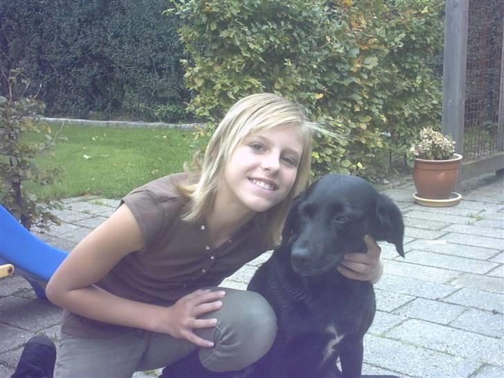 Labrador retriever Freja billede 11