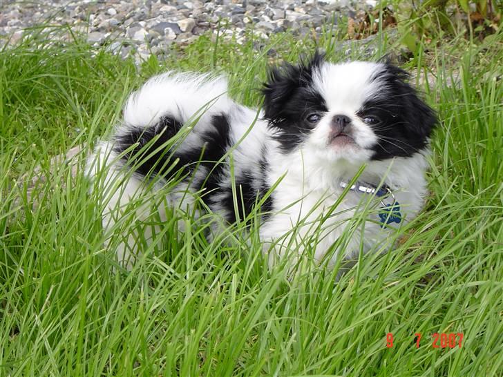 Japanese Spike - Her er jeg så, mit navn er Spike. Jeg er 12 uger gammel :) billede 4