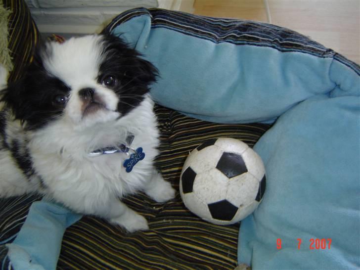 Japanese Spike - Her er min elskede bold i min ynglings kurv, Har lige taget den fra min søster, shh... billede 5