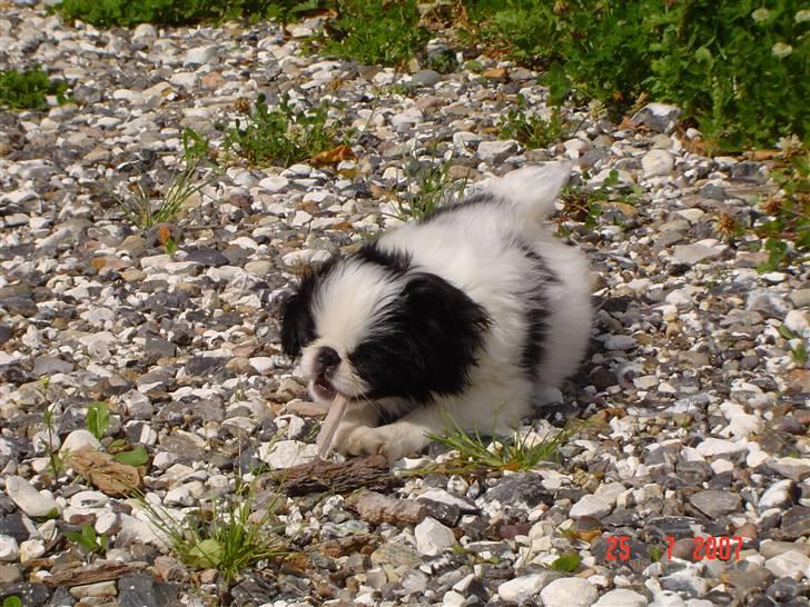 Japanese Spike - Fandt lige en pind ude i haven... billede 6