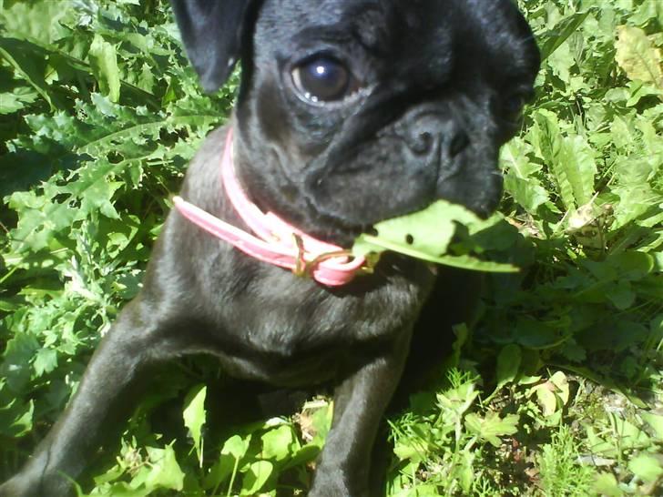 Mops Cocco - MMmm. det blad smager godt ;) billede 7