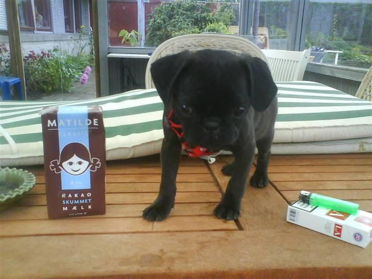 Mops Cocco - cocco ved siden af en halv liter cacao billede 8