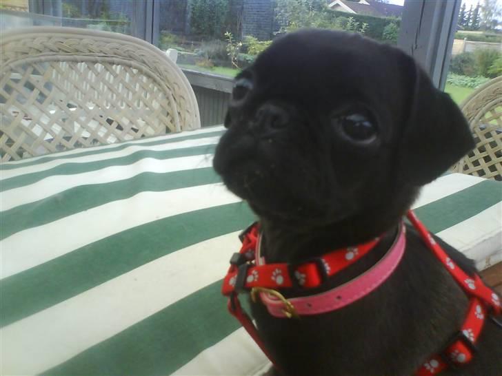 Mops Cocco - er jeg ikke bare fin? :) billede 9