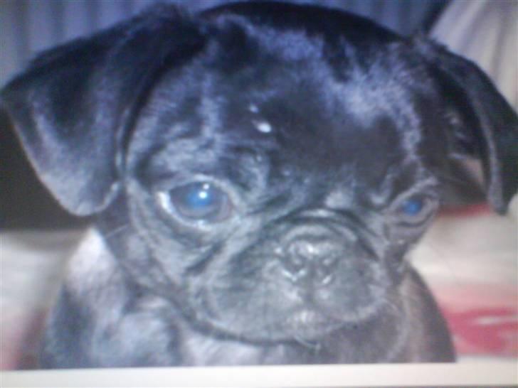 Mops Cocco - yndig lille vaps :) billede 10