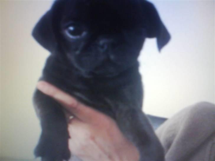 Mops Cocco - cocco som helt lille, cute som altid, love you :) billede 11