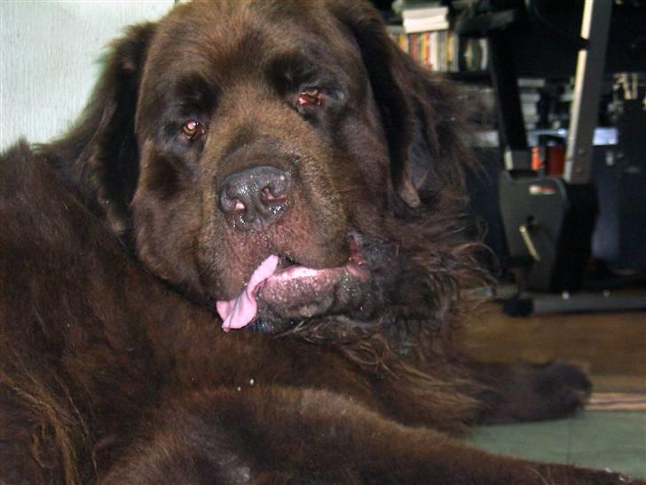 Newfoundlænder Anton  R.I.P. billede 14