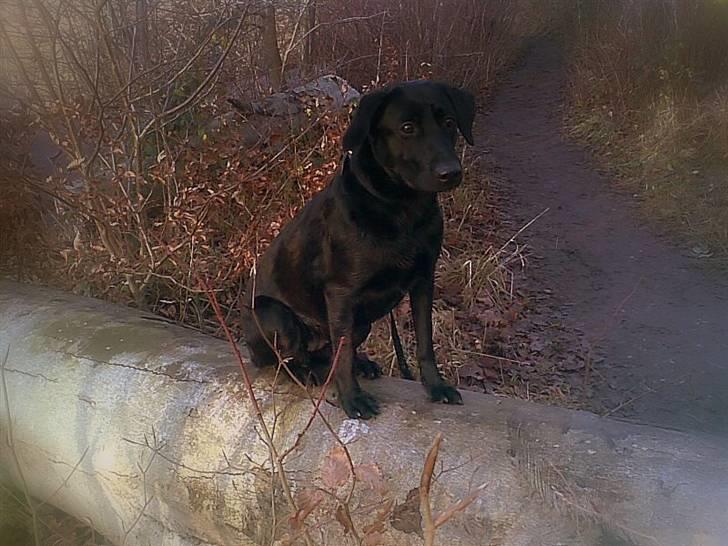 Blanding af racer - Kaldenavn Choice - Vi var ude og gå tur i skoven og så skal jeg selvfølgelig op på et træ og posere for far. billede 10
