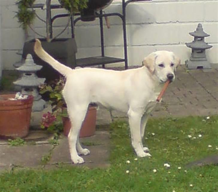 Labrador retriever Rolex billede 14