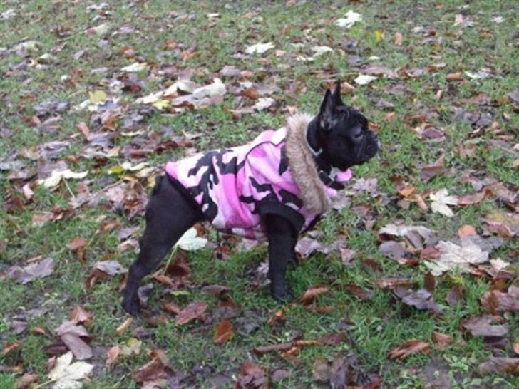 Fransk bulldog Coco +2007-2009+ R.I.P. billede 18