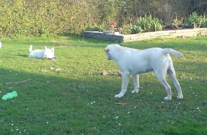 Labrador retriever Rolex billede 15
