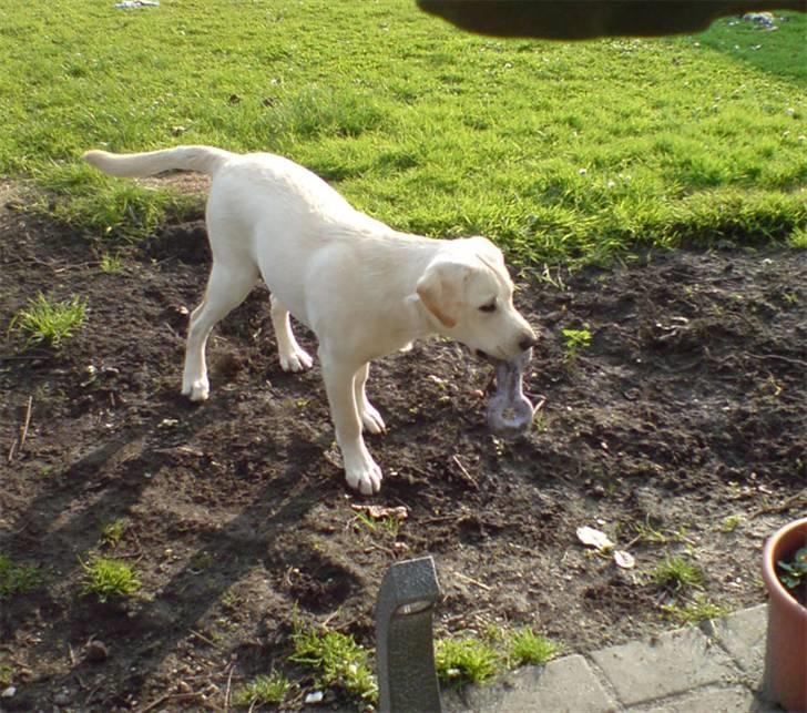 Labrador retriever Rolex billede 16