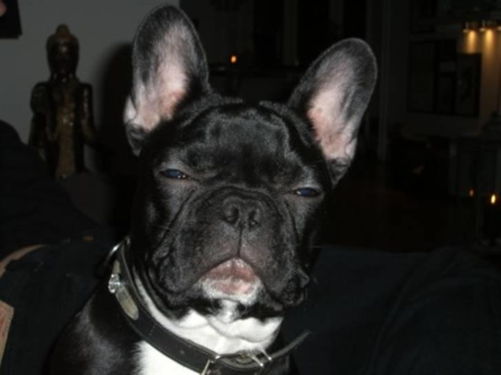 Fransk bulldog Coco +2007-2009+ R.I.P. billede 19