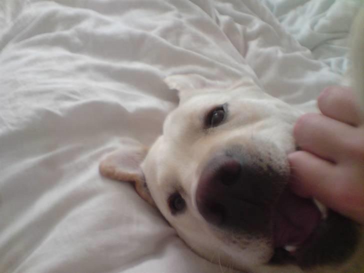 Labrador retriever Rolex billede 17