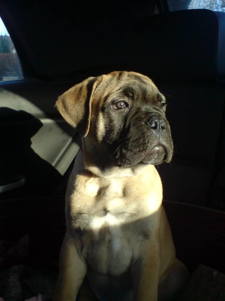 Bullmastiff Gibson - Er jeg ikke den smukkeste???? billede 1