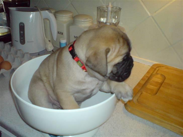 Bullmastiff Gibson billede 2