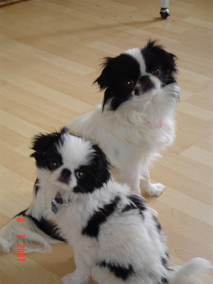 Japanese Spike - Mig og min søster Tøsen. Hun er 7mdr. ældre end mig. billede 7