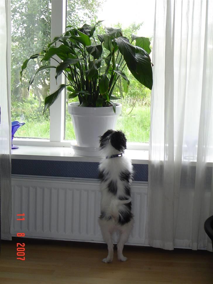 Japanese Spike - Kigger lige ud af vinduet billede 8