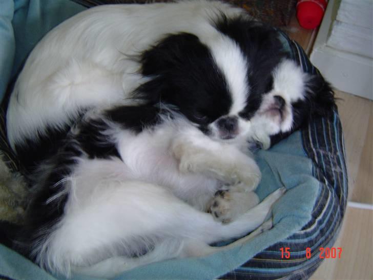 Japanese Spike - Putter sammen med min søster billede 9