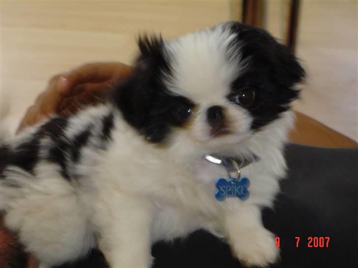 Japanese Spike billede 10