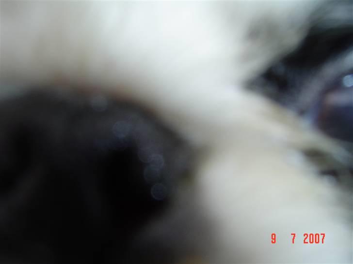 Japanese Spike - Mor sagde at jeg skulle kigge ind i kameraet og nu griner hun... Gjorde jeg noget forkert?? billede 11