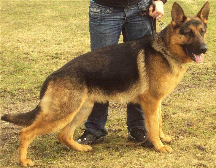 Schæferhund Cato - Donnapigen billede 1