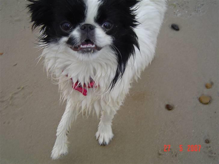Japanese Tøsen - På stranden i Blokhus, er blevet lidt våd, men det er sjovt!! billede 1
