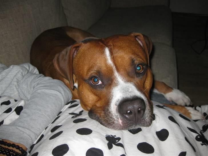 Amerikansk staffordshire terrier Kenzo billede 1