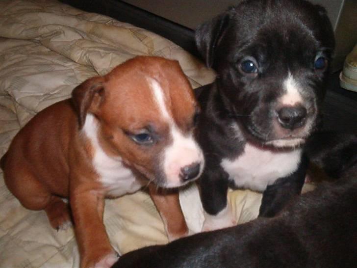 Amerikansk staffordshire terrier Kenzo - mig og kokomissen billede 2