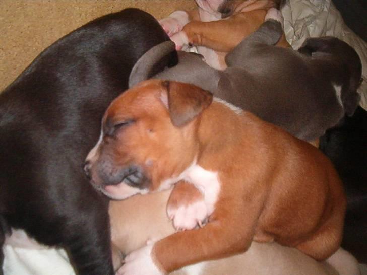 Amerikansk staffordshire terrier Kenzo - tager mig lige en bette lur .  billede 3