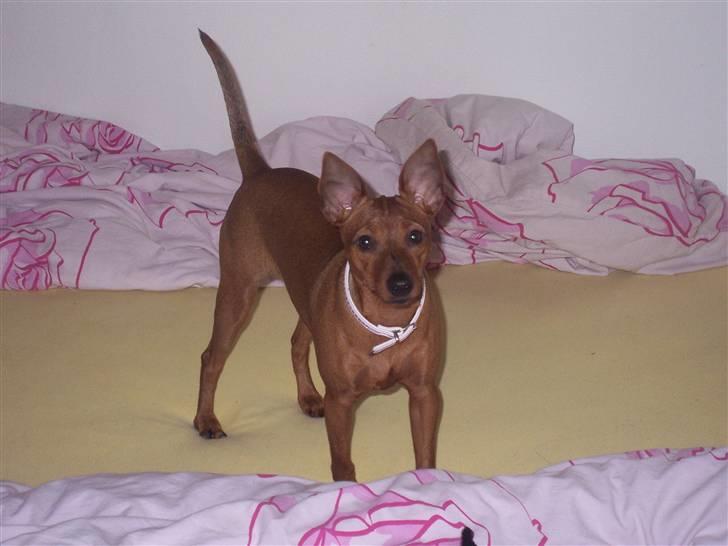 Dvaergpinscher Chanti billede 12