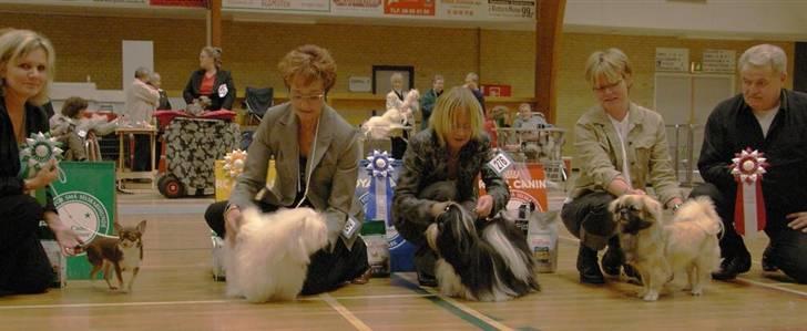 Chihuahua Hovsa's Kiwi - En meget stolt mor med sin prinsesse BIS 4 unghund billede 13