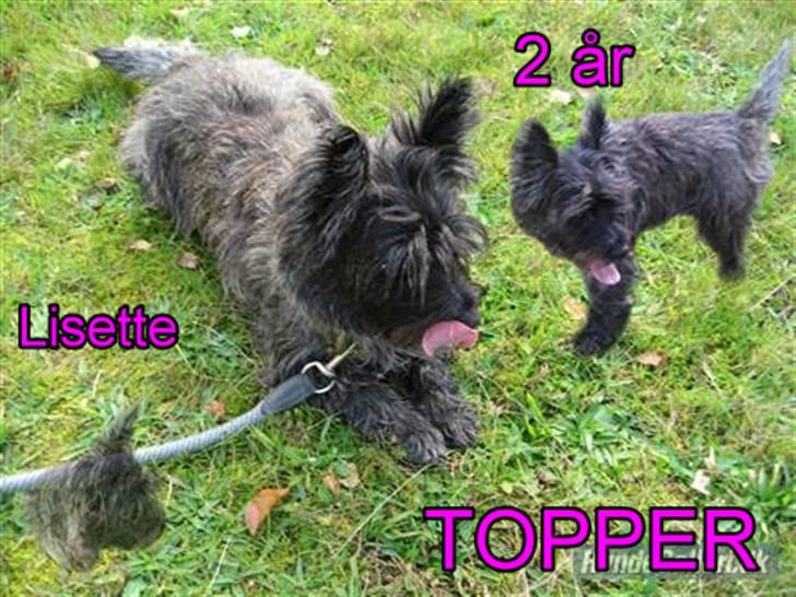 Cairn terrier Topper billede 1