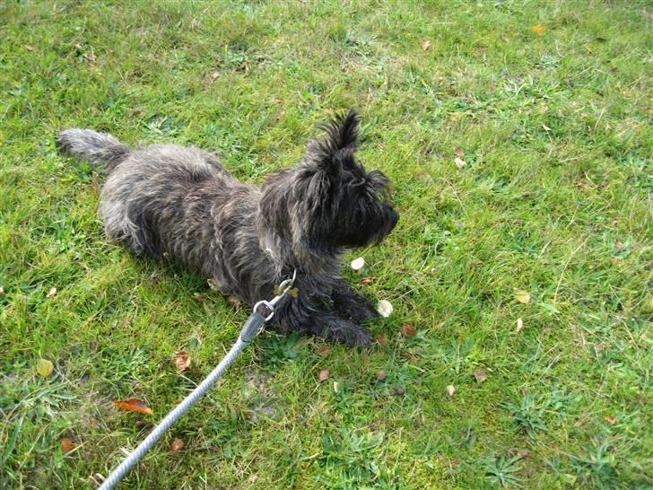 Cairn terrier Topper billede 2
