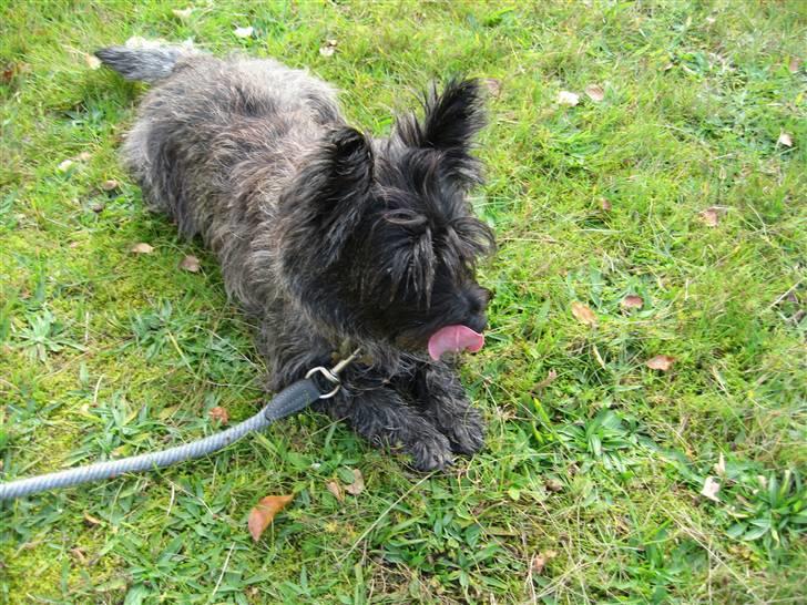 Cairn terrier Topper billede 3