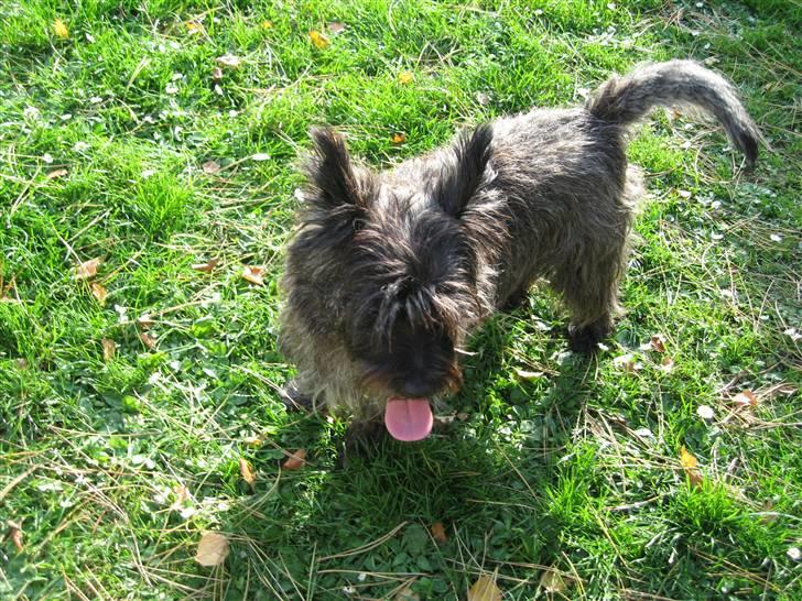 Cairn terrier Topper billede 4