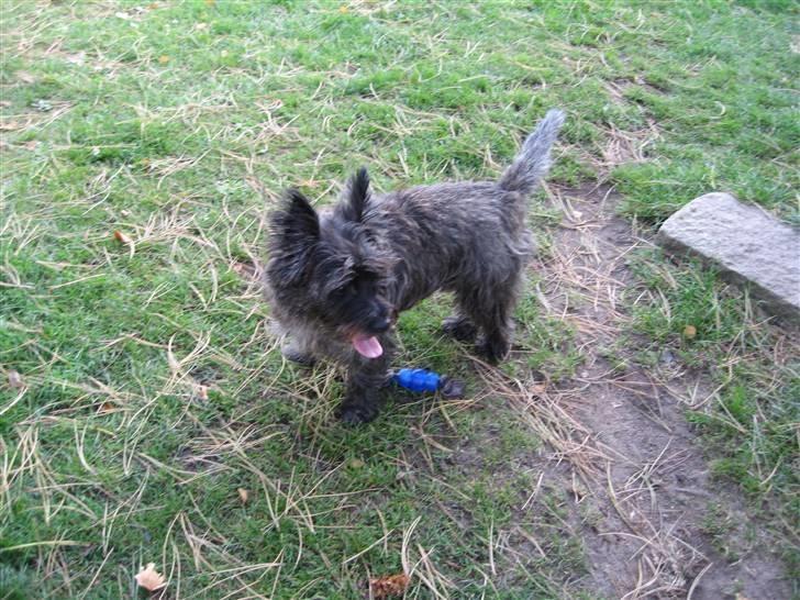 Cairn terrier Topper billede 5
