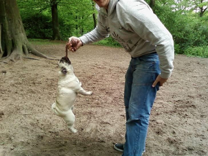 Mops Albert, Næstved - Vi træner til at komme med i Muskelhundeklubben... :-) billede 15