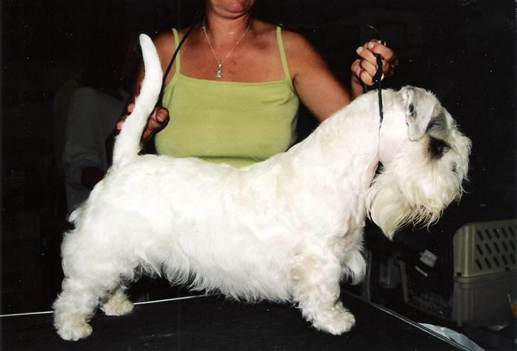 Sealyham terrier Lasse  - Så fin kan jeg også være billede 7