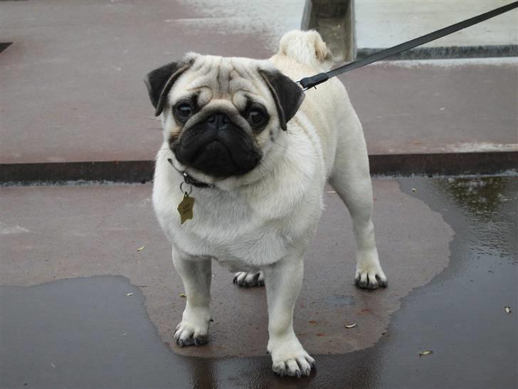 Mops Albert, Næstved - Et Llille modelshot... billede 16