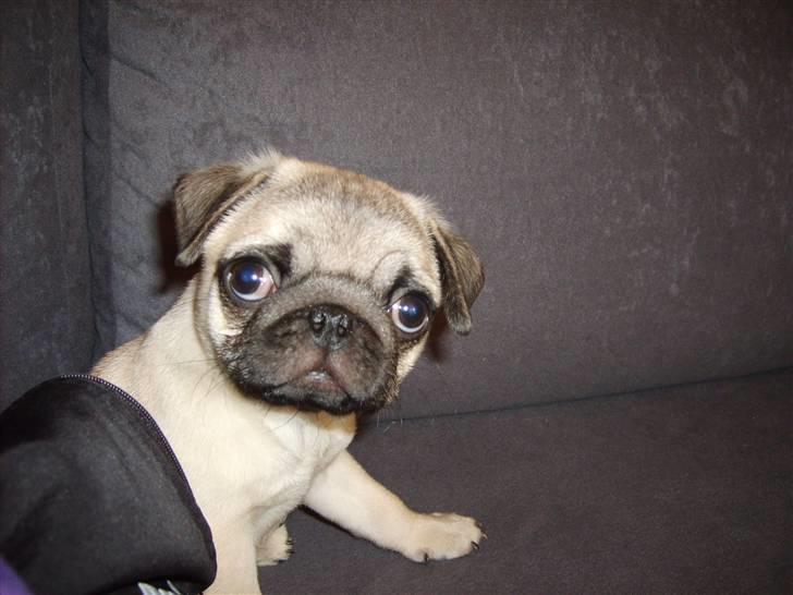 Mops Frede... - Første gang oppe i sofaen.. :D billede 10