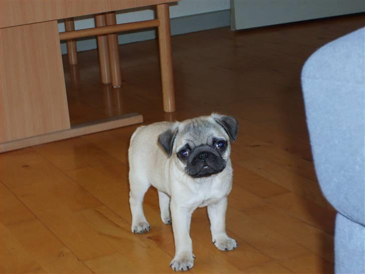 Mops Frede... - Kan vi ikk godt gå en tur? billede 11