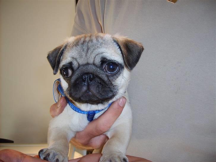 Mops Frede... - jeg sidder lige og venter på mor blir færdig..  billede 12